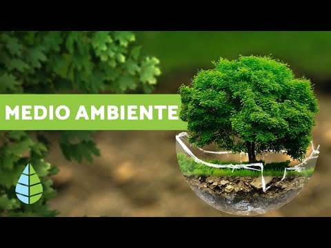 MEDIO AMBIENTE